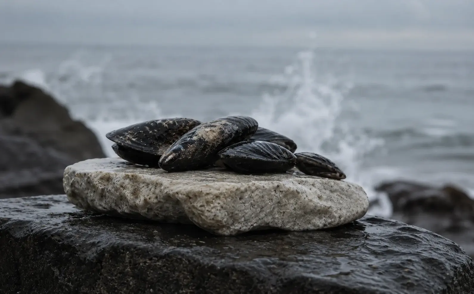 Illustrative image of mussels on coastal rock beside the Atlantic